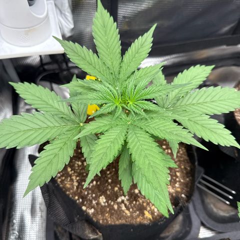 Karin growlog timeline photo
