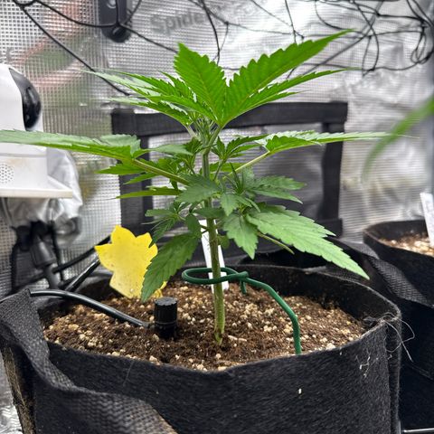 Karin growlog timeline photo
