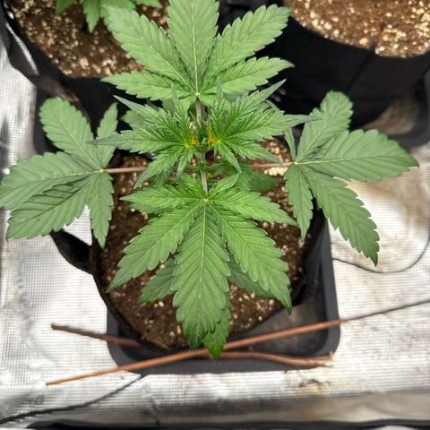 Jenni growlog timeline photo