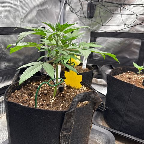 Jenni growlog timeline photo