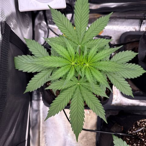 Karin growlog timeline photo
