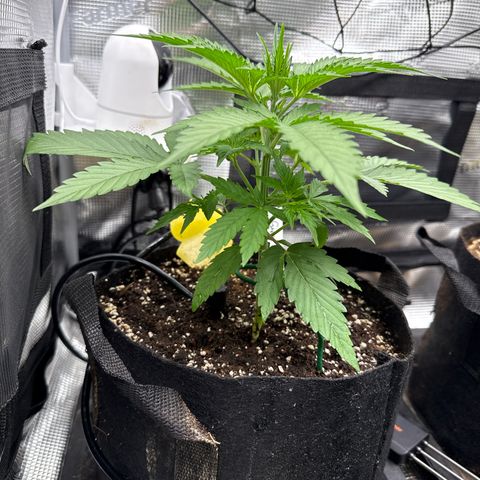 Karin growlog timeline photo