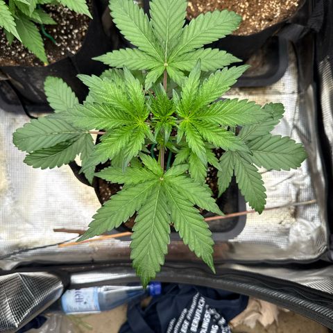 Jenni growlog timeline photo