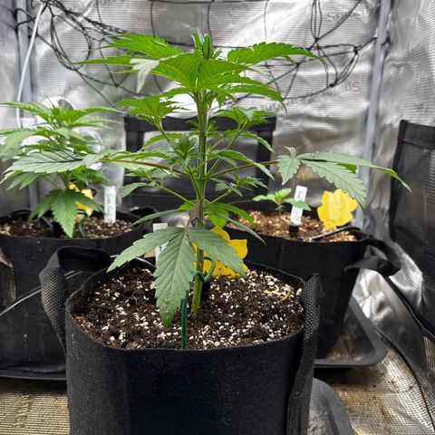 Jenni growlog timeline photo