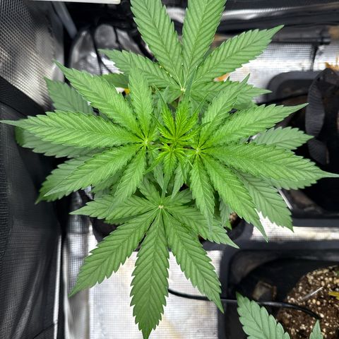 Karin growlog timeline photo