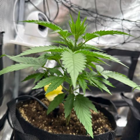 Karin growlog timeline photo