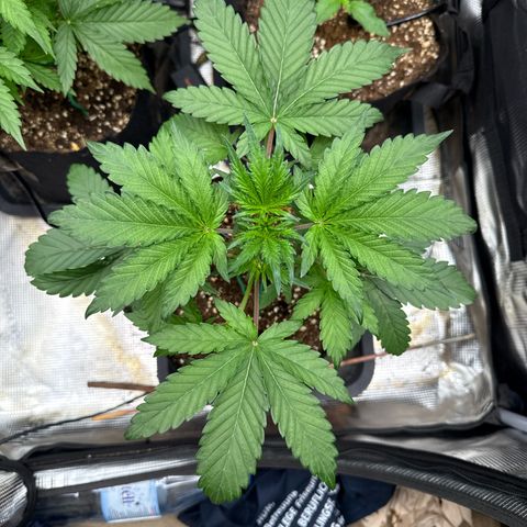 Jenni growlog timeline photo