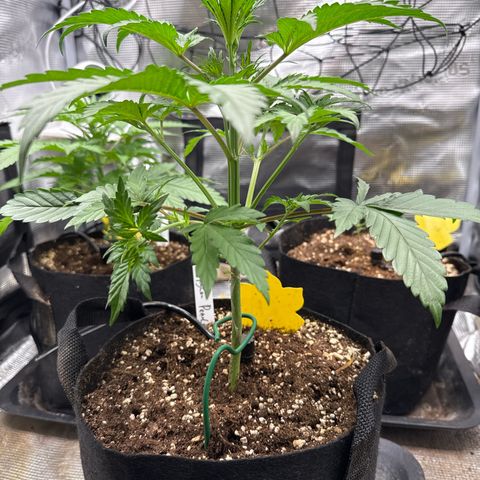Jenni growlog timeline photo