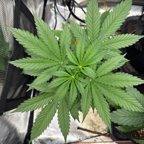 Karin growlog timeline photo