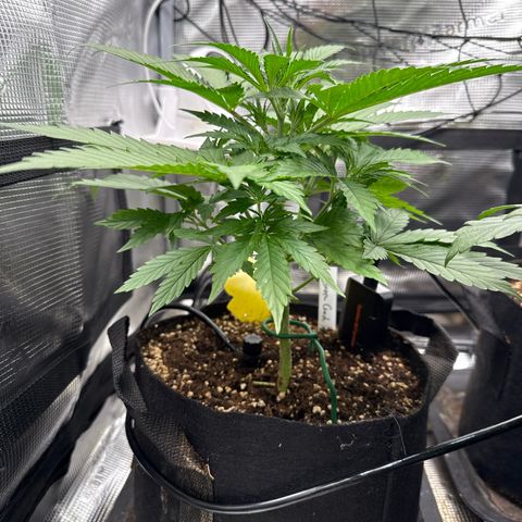 Karin growlog timeline photo
