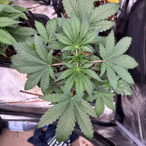 Jenni growlog timeline photo