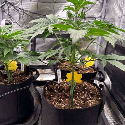 Jenni growlog timeline photo