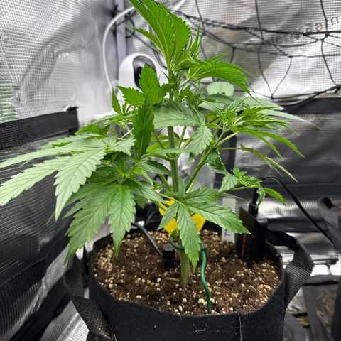 Karin growlog timeline photo