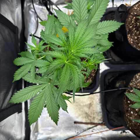 Karin growlog timeline photo