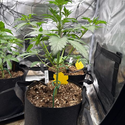 Jenni growlog timeline photo