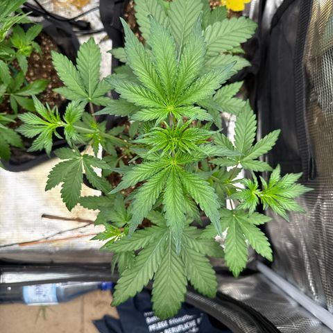 Jenni growlog timeline photo