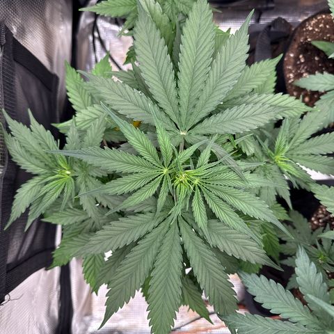 Karin growlog timeline photo
