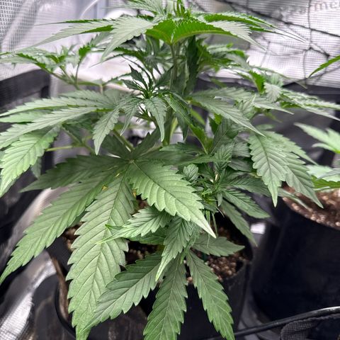 Karin growlog timeline photo