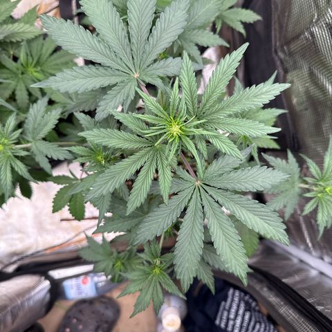 Jenni growlog timeline photo