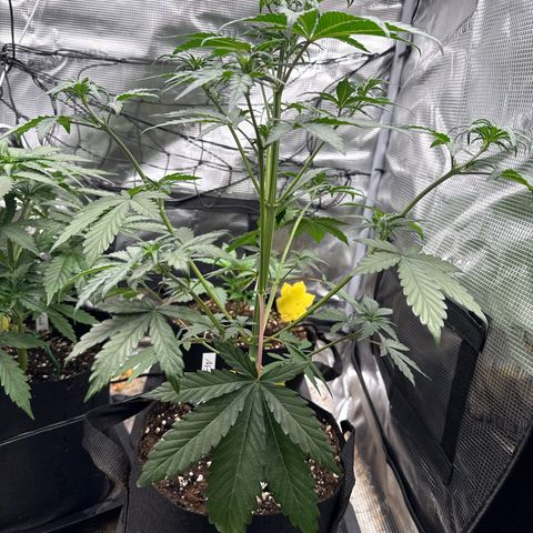 Jenni growlog timeline photo