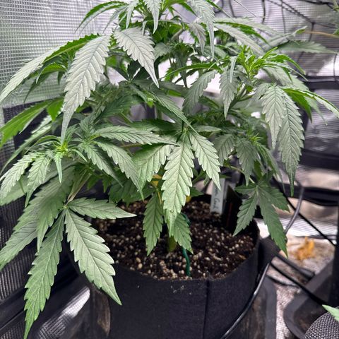 Karin growlog timeline photo
