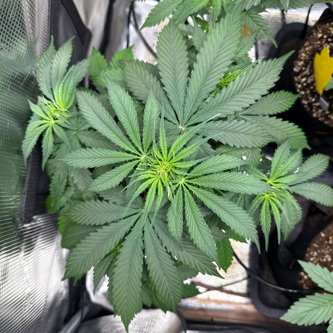 Karin growlog timeline photo