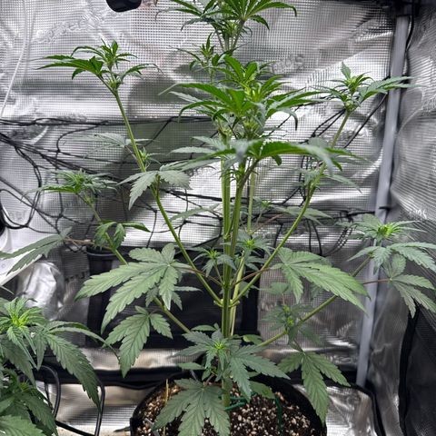 Jenni growlog timeline photo