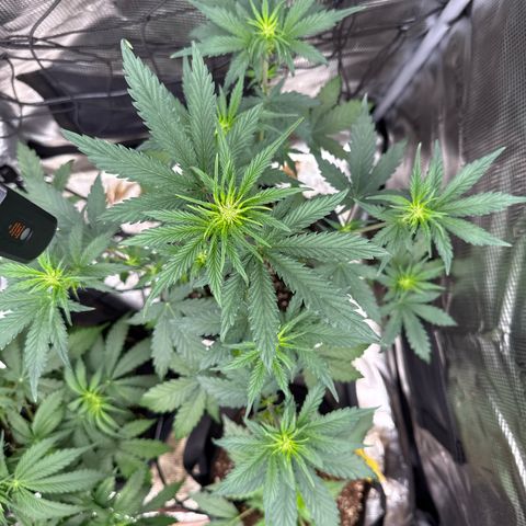 Jenni growlog timeline photo