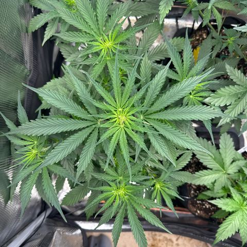Karin growlog timeline photo