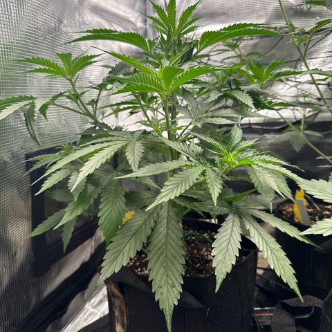 Karin growlog timeline photo