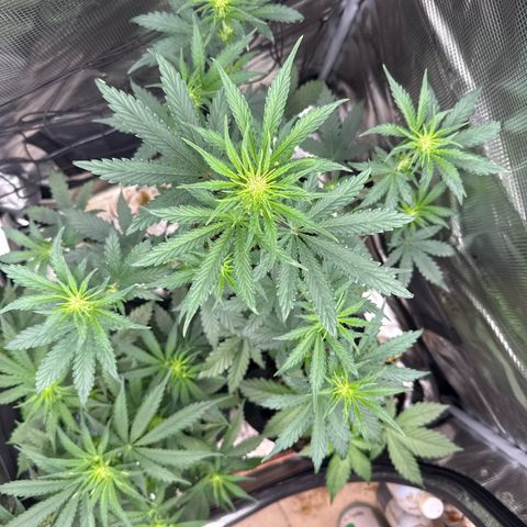Jenni growlog timeline photo