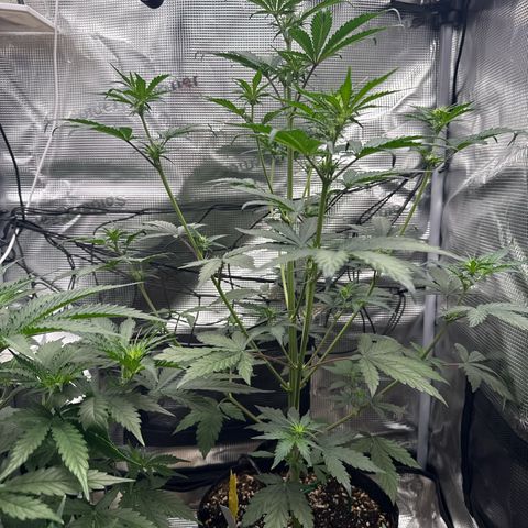 Jenni growlog timeline photo