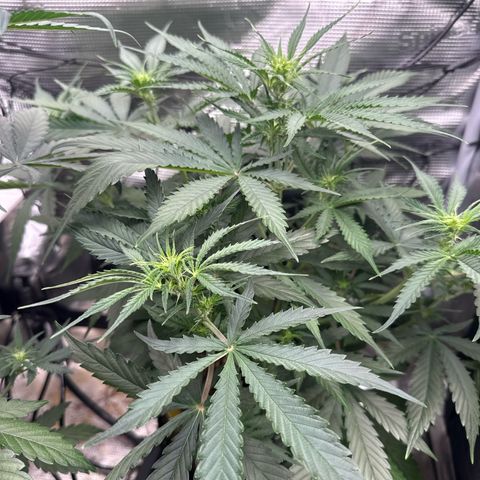 Karin growlog timeline photo