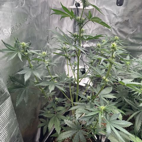 Jenni growlog timeline photo