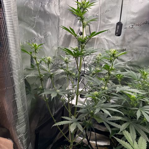 Jenni growlog timeline photo