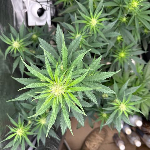 Jenni growlog timeline photo