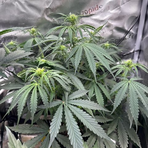 Karin growlog timeline photo