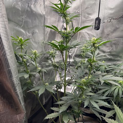 Jenni growlog timeline photo