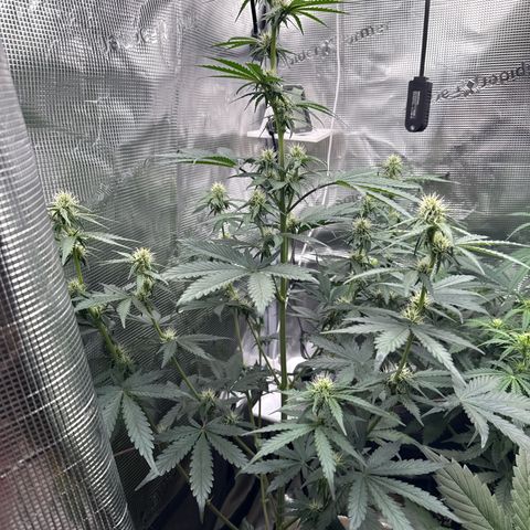 Jenni growlog timeline photo