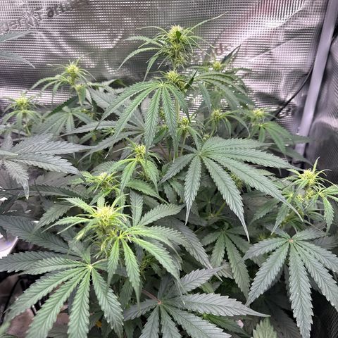 Karin growlog timeline photo