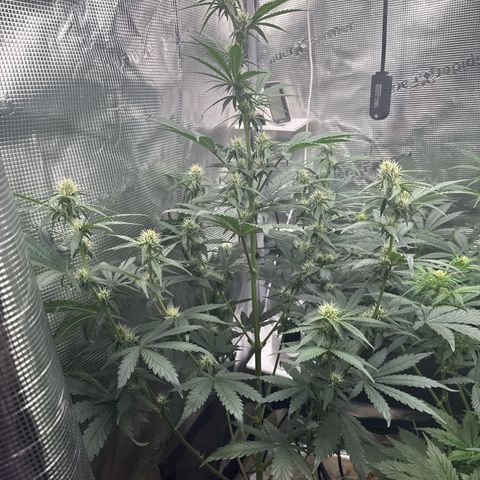 Jenni growlog timeline photo