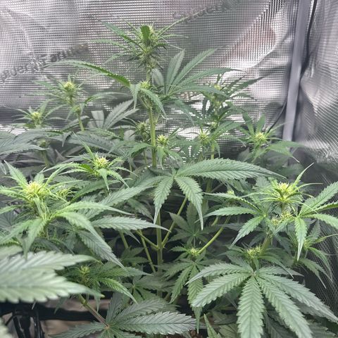 Karin growlog timeline photo