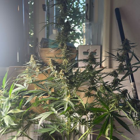 Karin growlog timeline photo