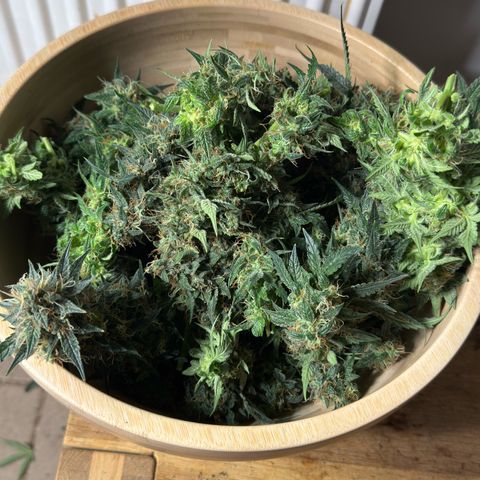 Jenni growlog timeline photo