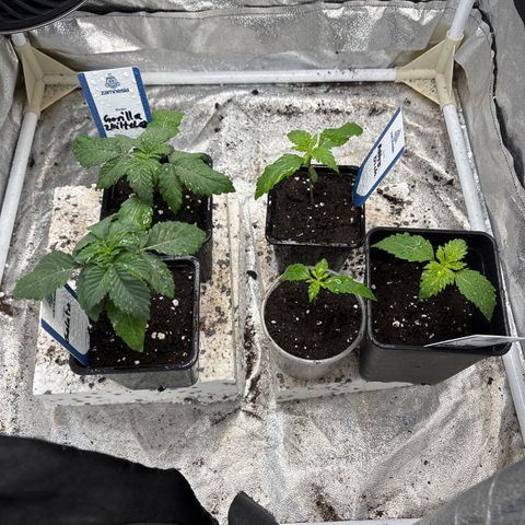 Mobby dick Gelato Gorilla zkittlez #1 growlog timeline photo