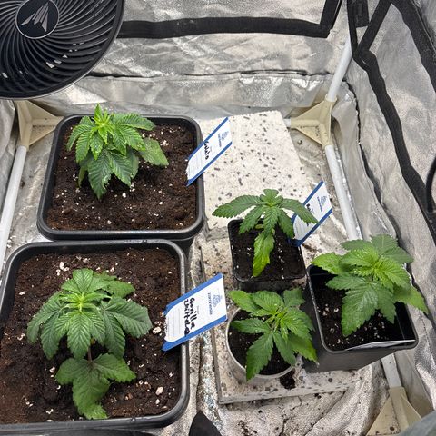 Mobby dick Gelato Gorilla zkittlez #1 growlog timeline photo