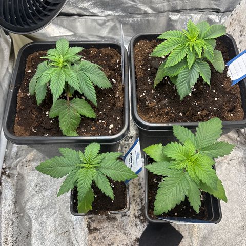 Mobby dick Gelato Gorilla zkittlez #1 growlog timeline photo