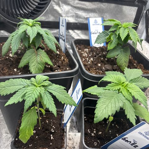 Mobby dick Gelato Gorilla zkittlez #1 growlog timeline photo