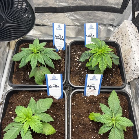 Mobby dick Gelato Gorilla zkittlez #1 growlog timeline photo
