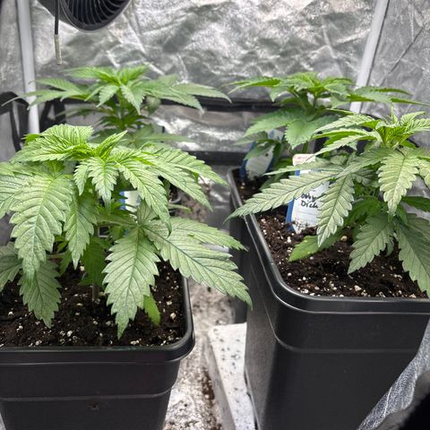 Mobby dick Gelato Gorilla zkittlez #1 growlog timeline photo